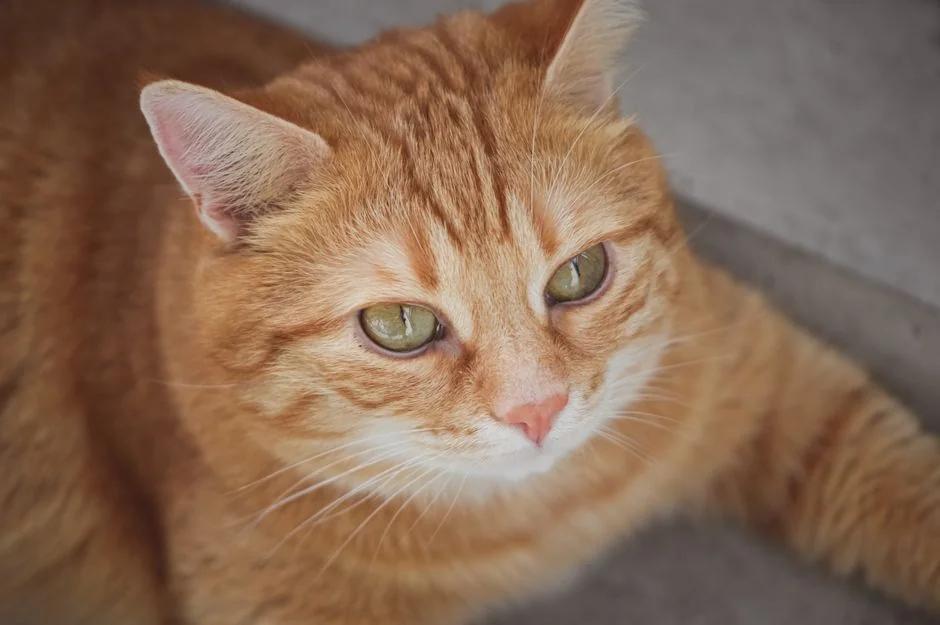 Kedi Taşıma Hizmeti