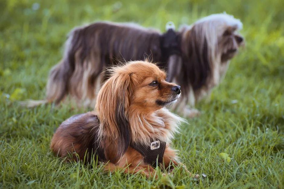 Evde Köpek Bakımı Hizmeti