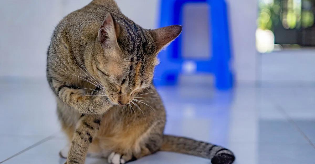 Kedi Bakımı Hizmeti