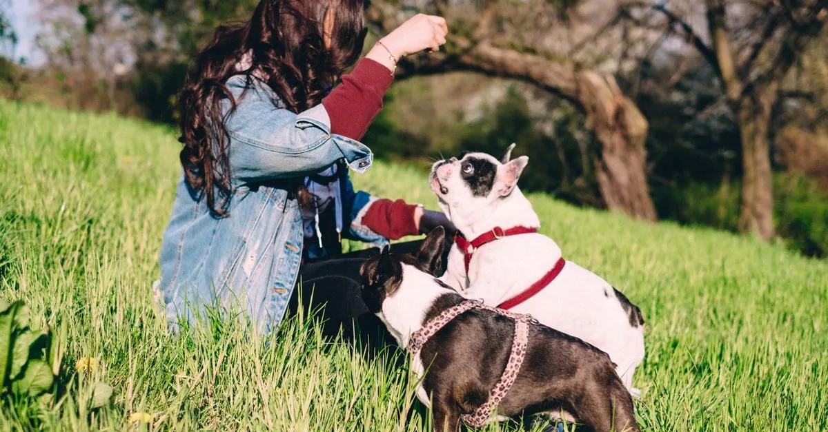 Köpek Eğitimi hizmeti
