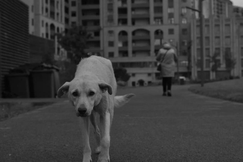 Köpek Taşıma Hizmeti